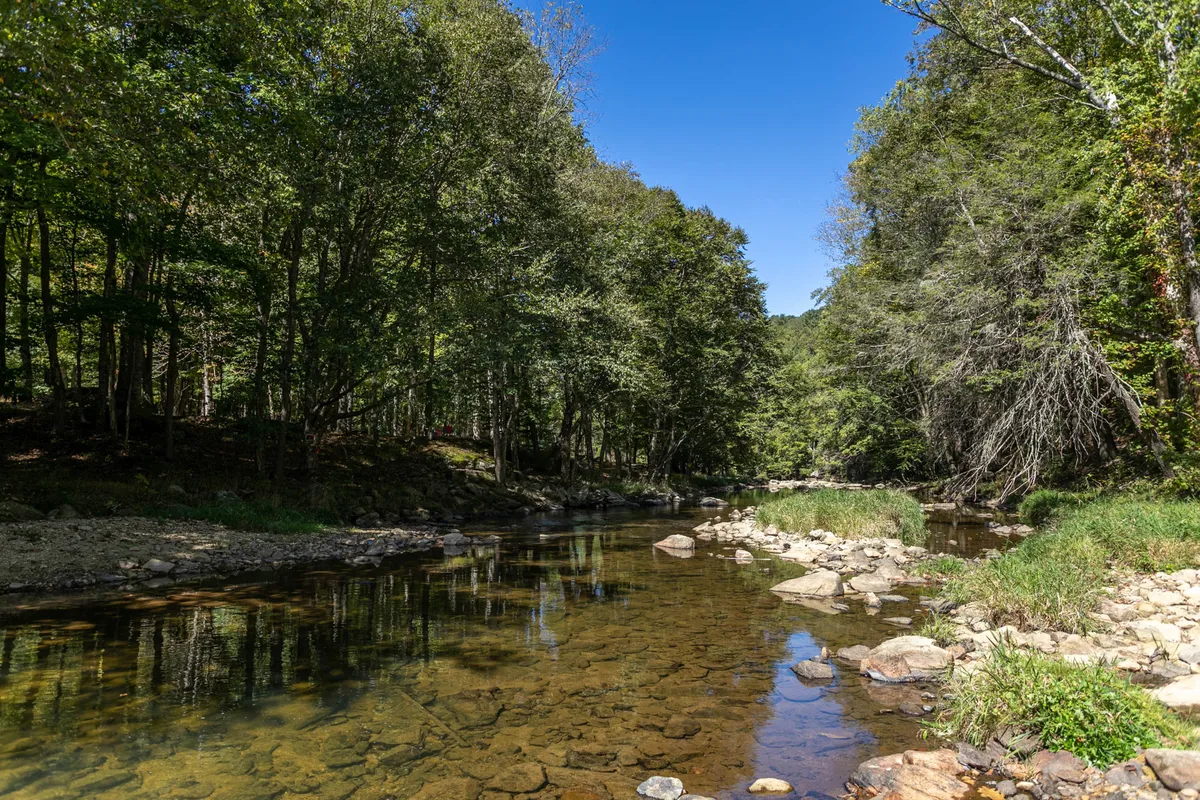 A serene view of the Elk River, with clear water, a lush river bank, and overhanging trees. The setting is tranquil and perfect for fishing, as a lone figure enjoys the peaceful surroundings.